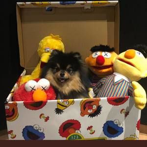 Meet your Posher, Ferdousi